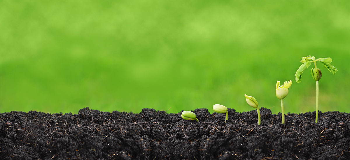 Seedlings sprouting
